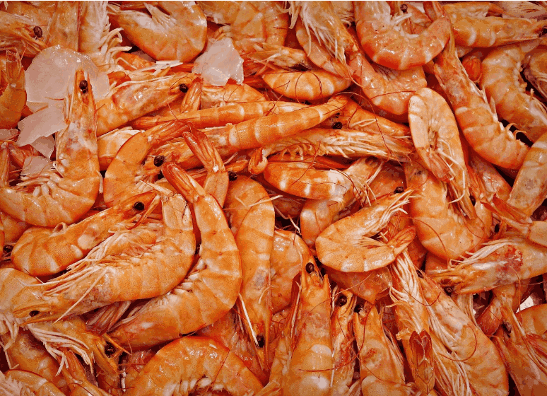 Crevettes frais
