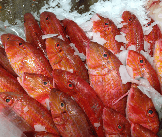 Poisson rouget frais